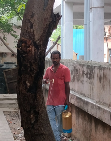 Pest Control  Service in Triplicane